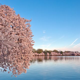 Cherry blossoms